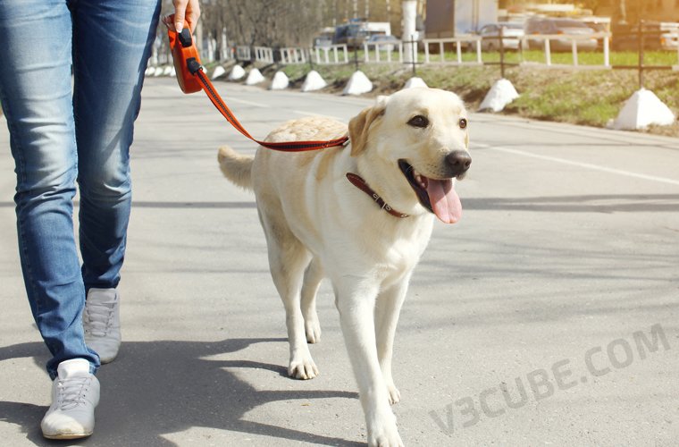 Dog Walking On Demand App